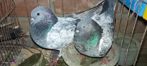 Running Pair