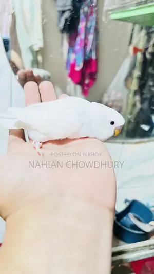 Baby Budgie