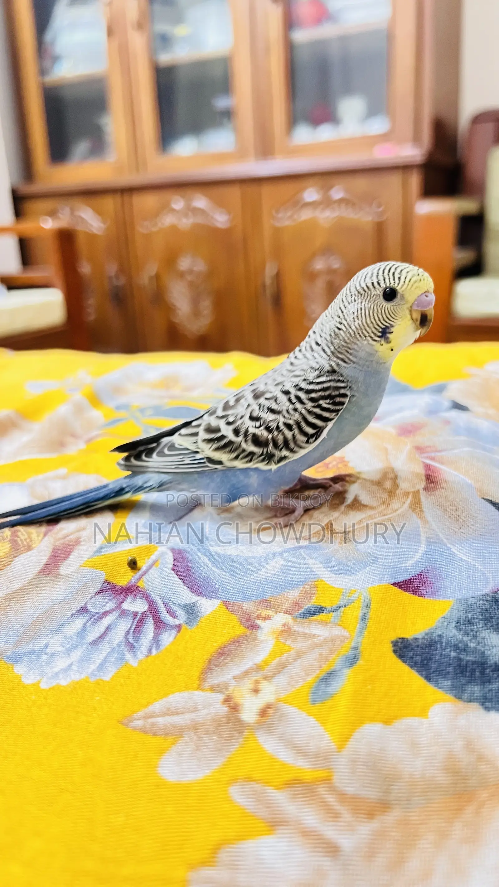 Baby Budgie