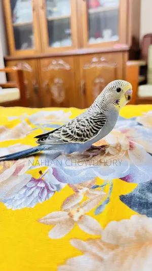 Baby Budgie