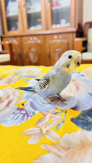 Baby Budgie