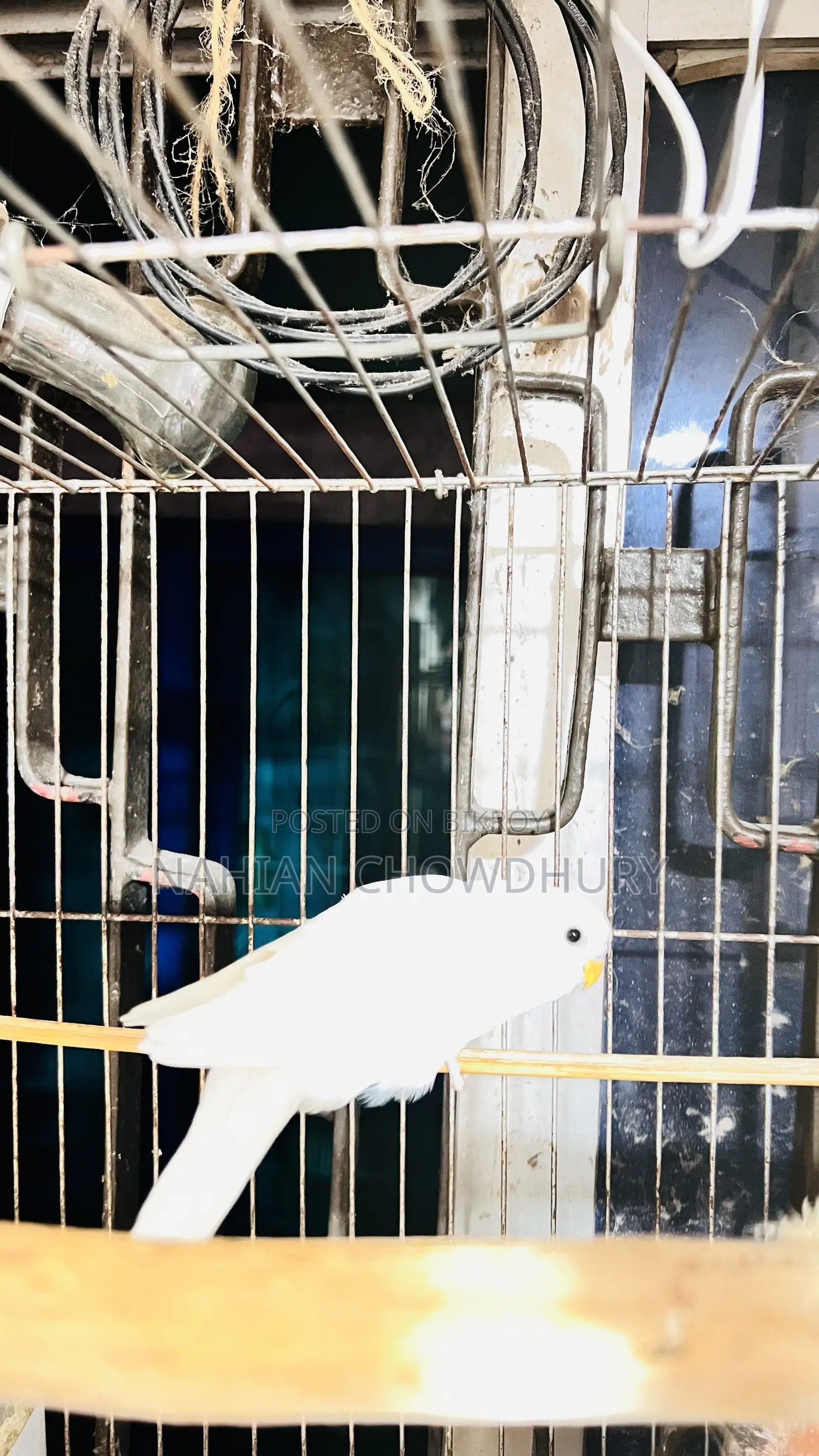 Baby Budgie