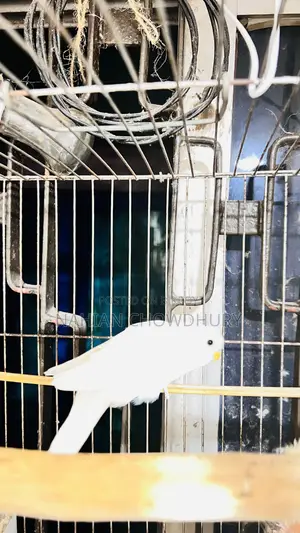 Baby Budgie