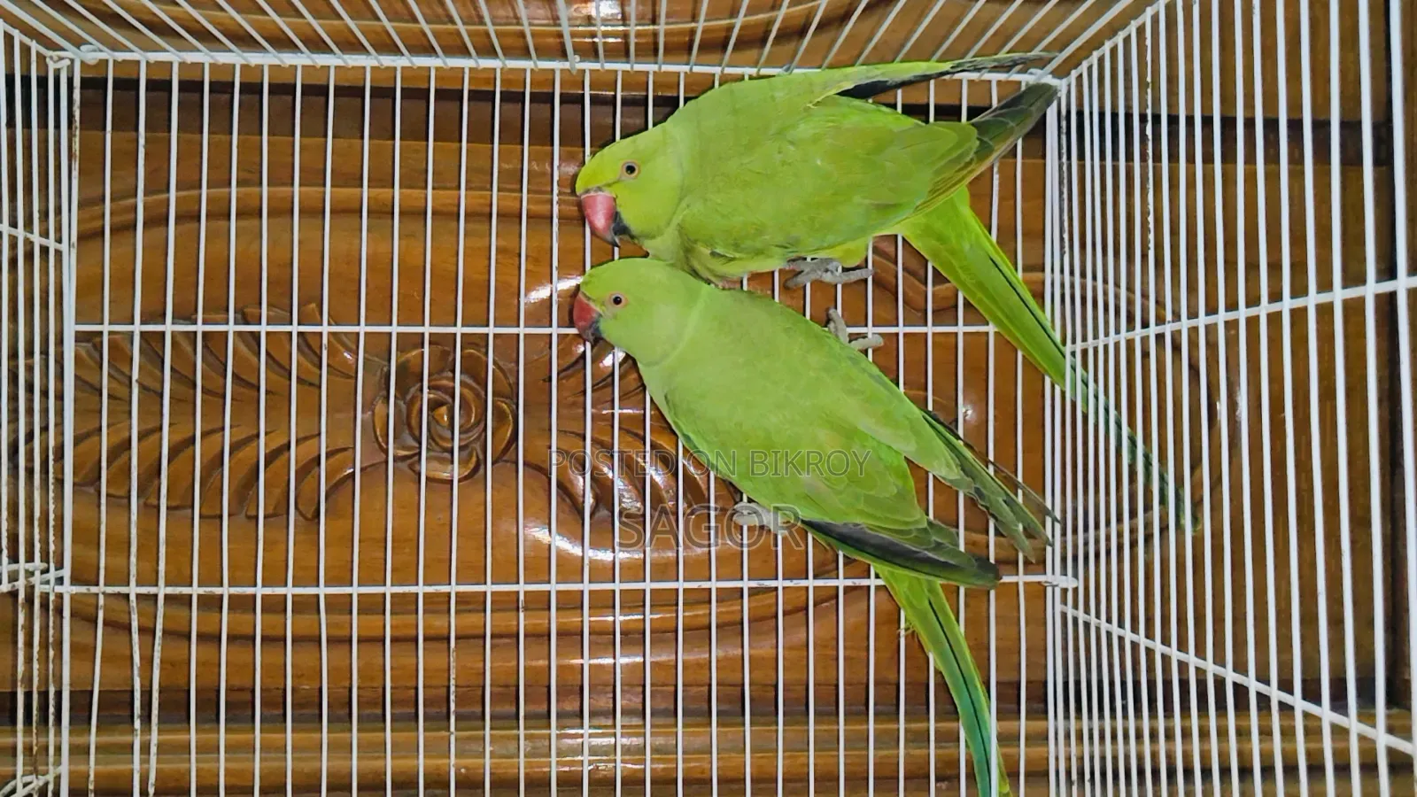 Indian Ringneck