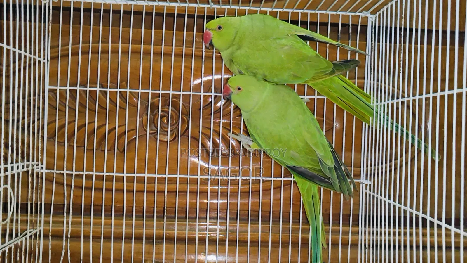 Indian Ringneck