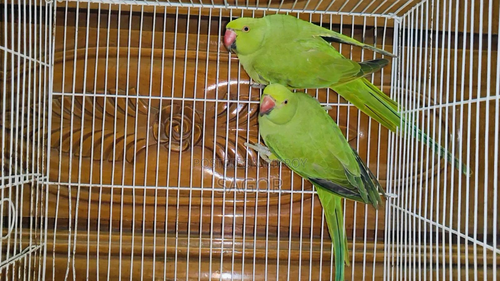 Indian Ringneck