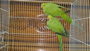 Indian Ringneck