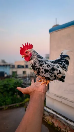 Adult Japanese Bantam for Sale