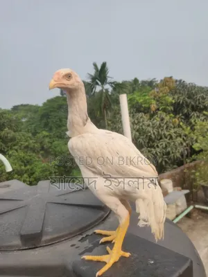 Asil Chicken Chicks for Sale