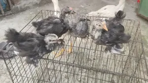 Cochin Chickens for Sale