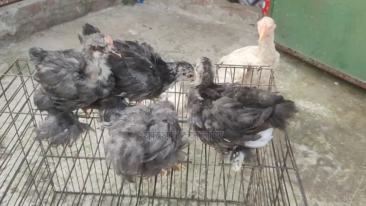 Cochin Chickens for Sale
