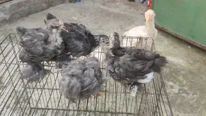 Cochin Chickens for Sale