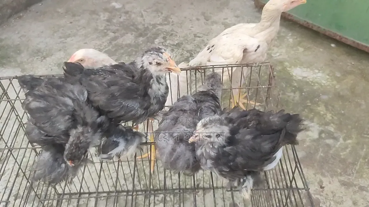 Cochin Chickens for Sale