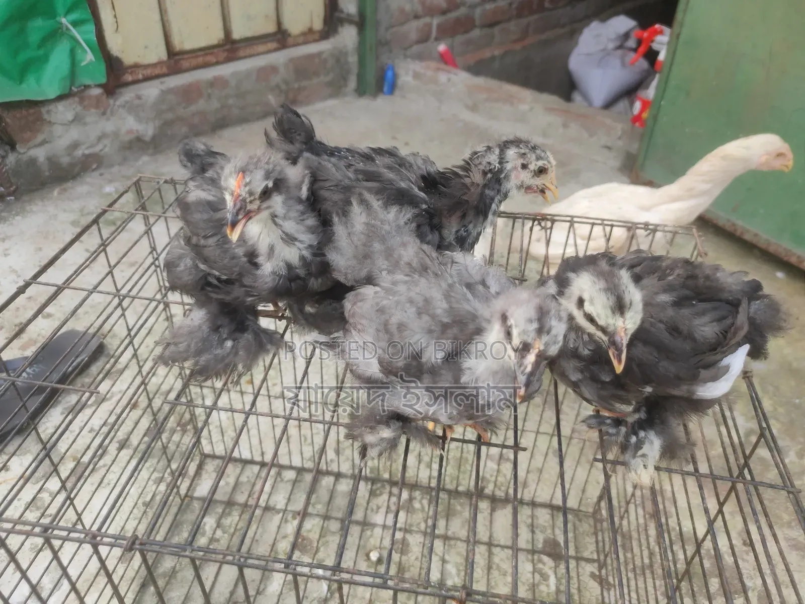 Cochin Chickens for Sale