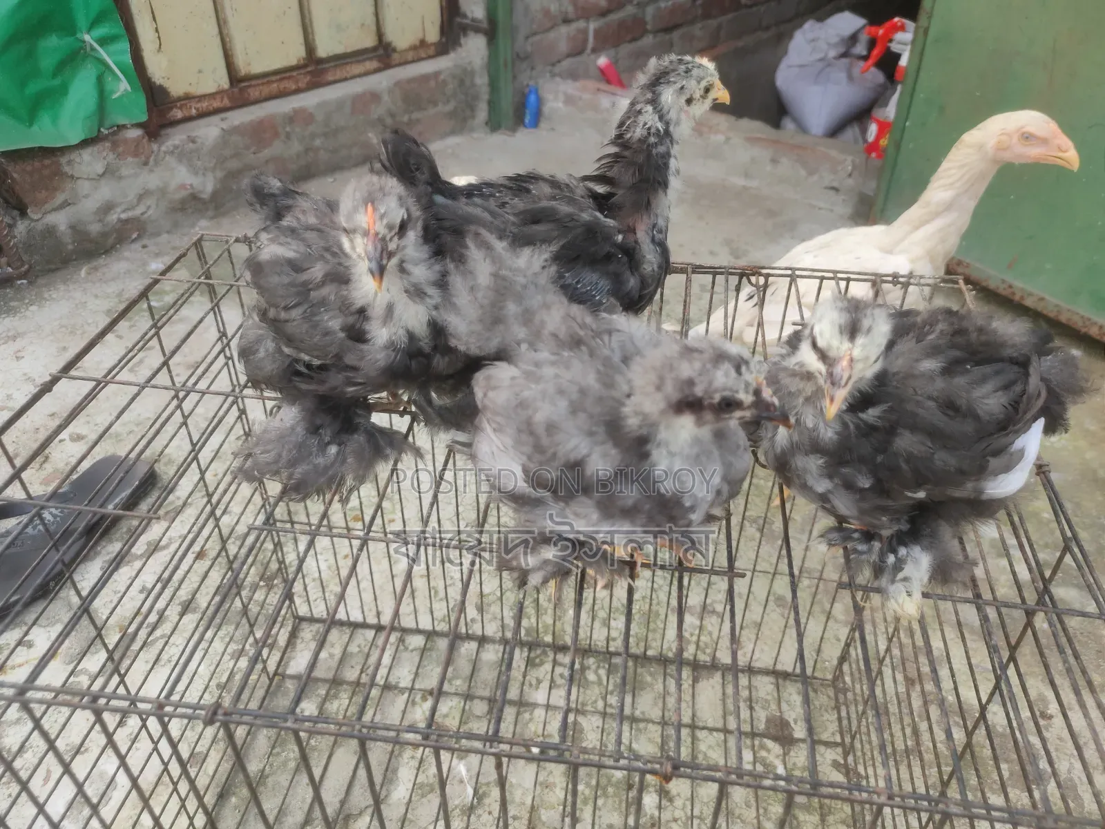 Cochin Chickens for Sale