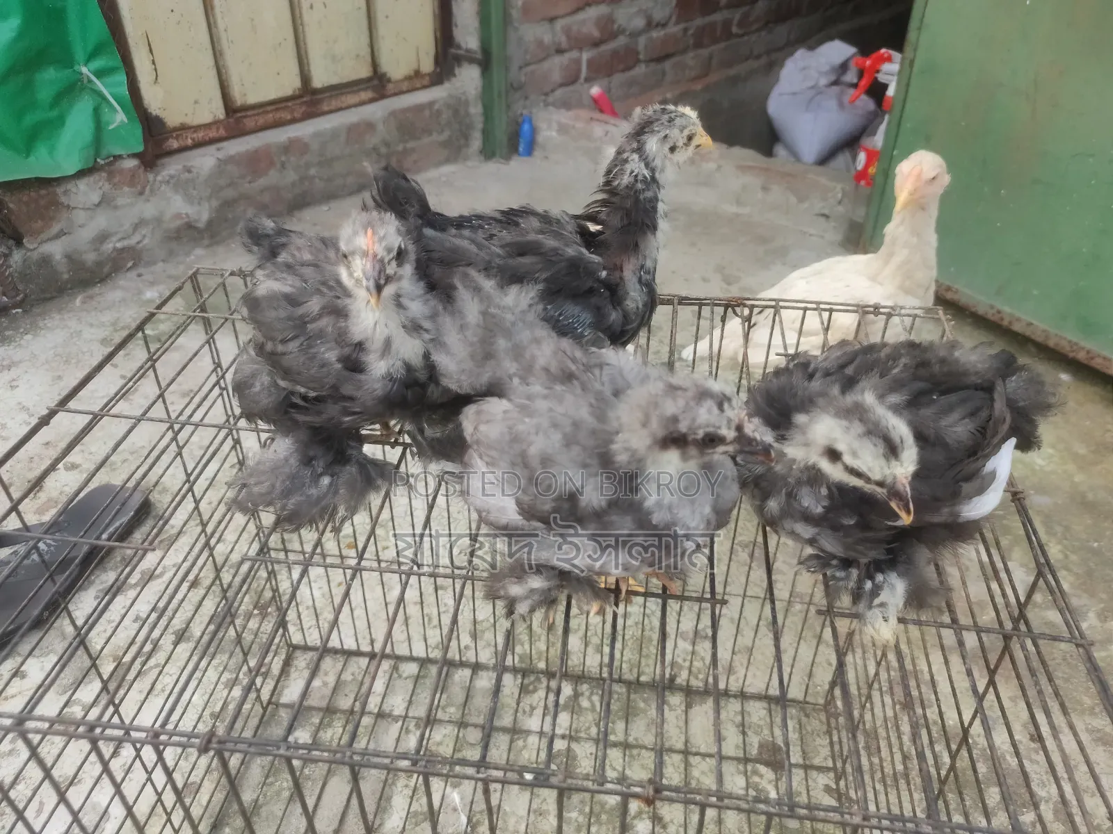 Cochin Chickens for Sale