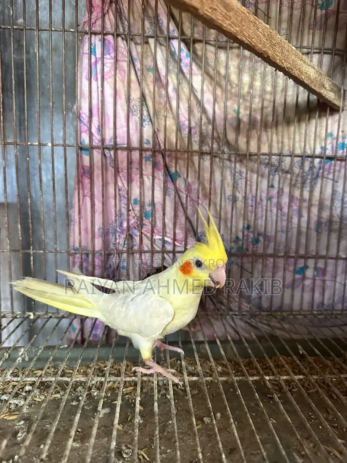 Cockatiel Bird