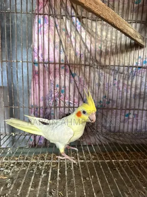 Cockatiel Bird