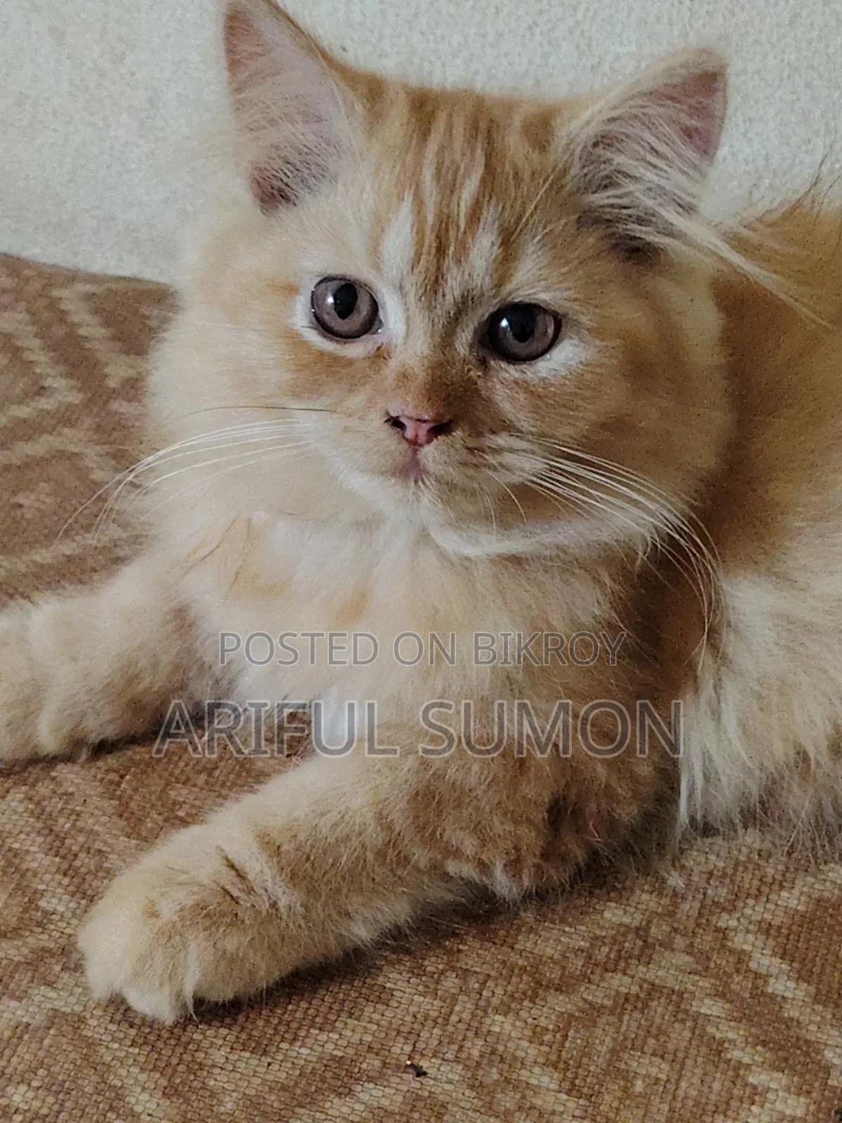 1-3 months Male Purebred Persian
