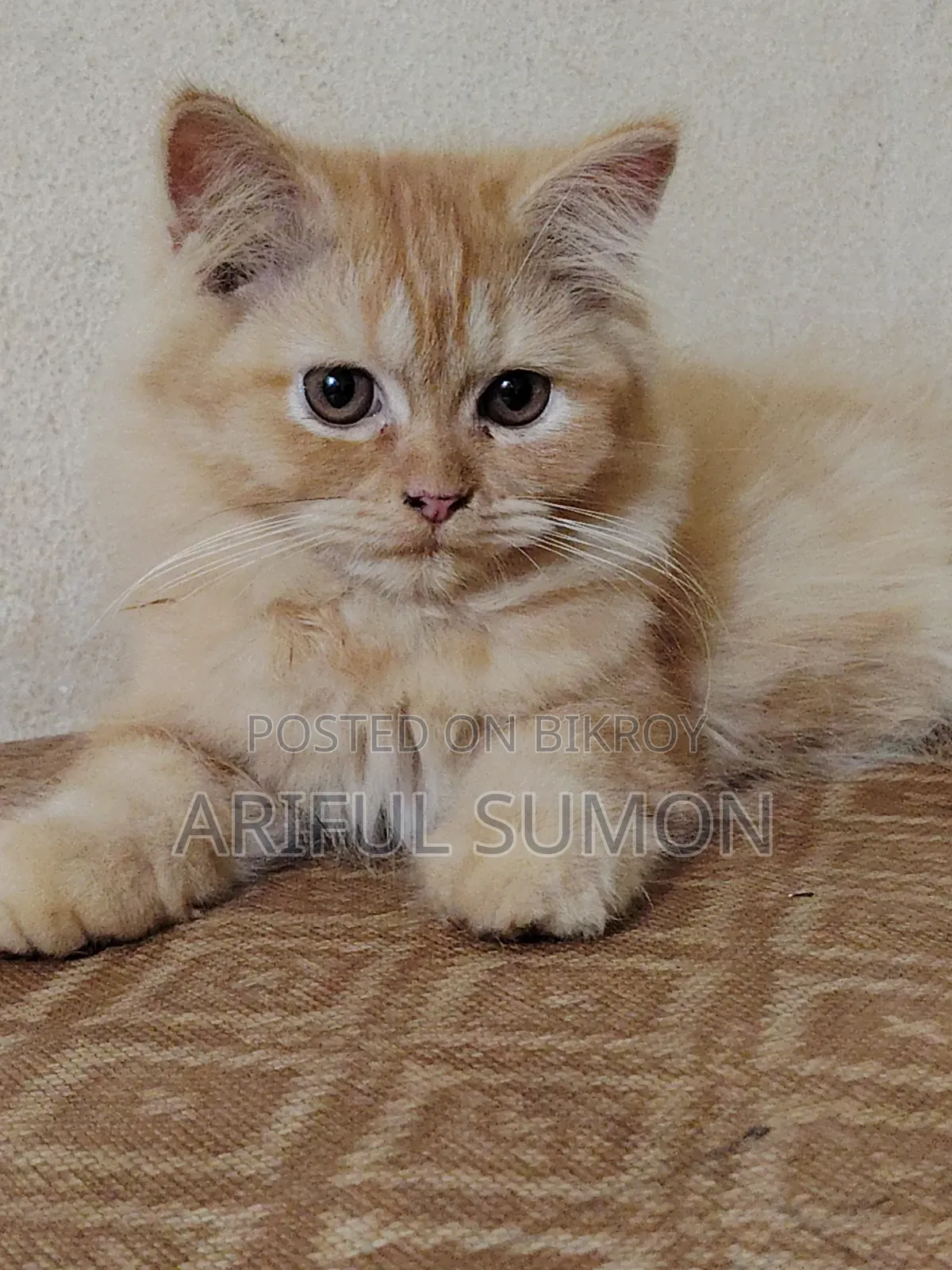 1-3 months Male Purebred Persian