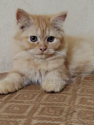1-3 months Male Purebred Persian