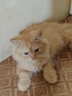 1-3 months Male Purebred Persian