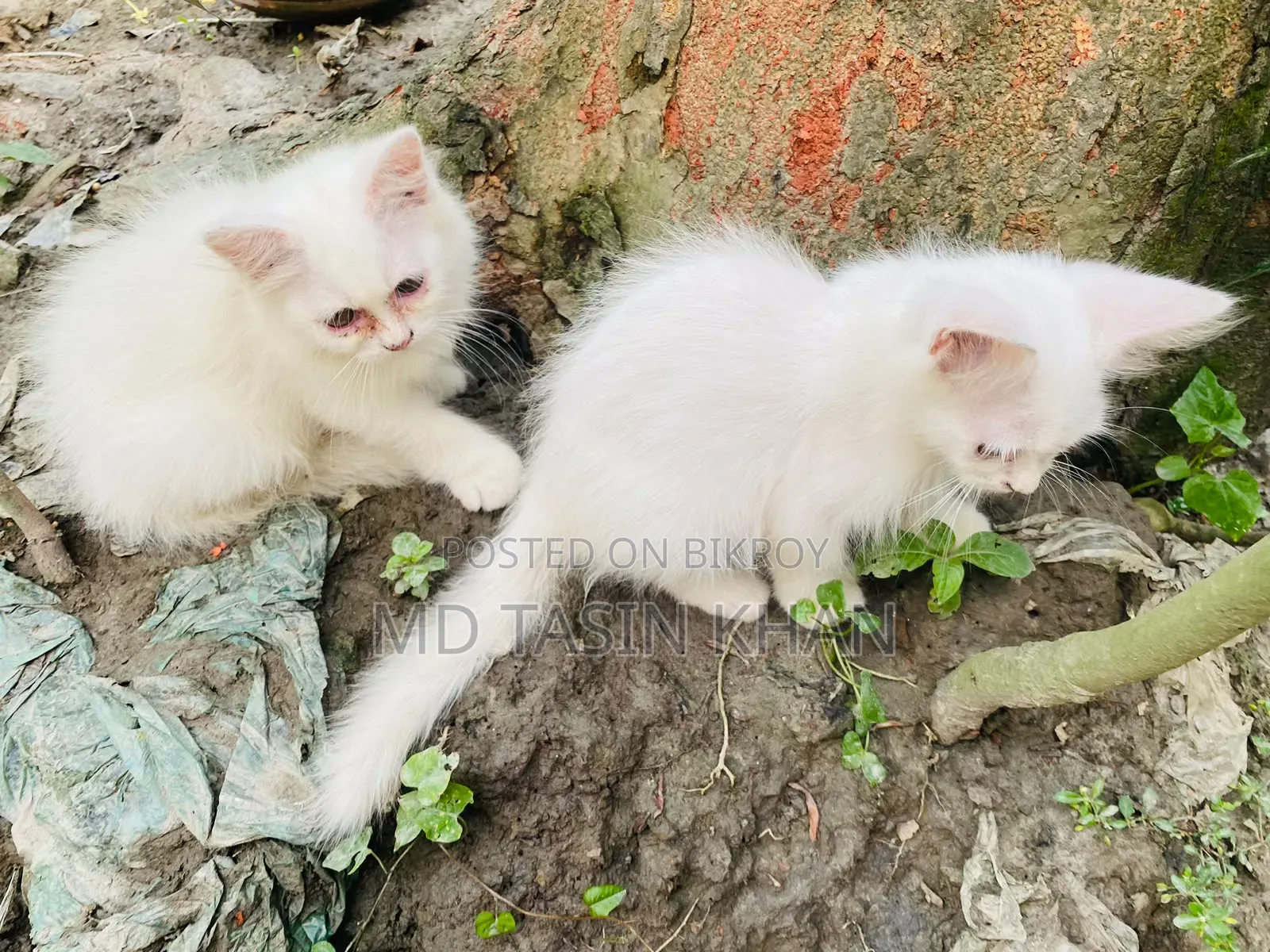 1-3 months Female Purebred Persian