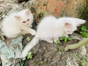 1-3 months Female Purebred Persian