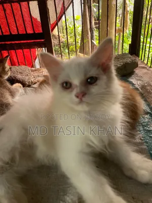 1-3 months Female Purebred Persian