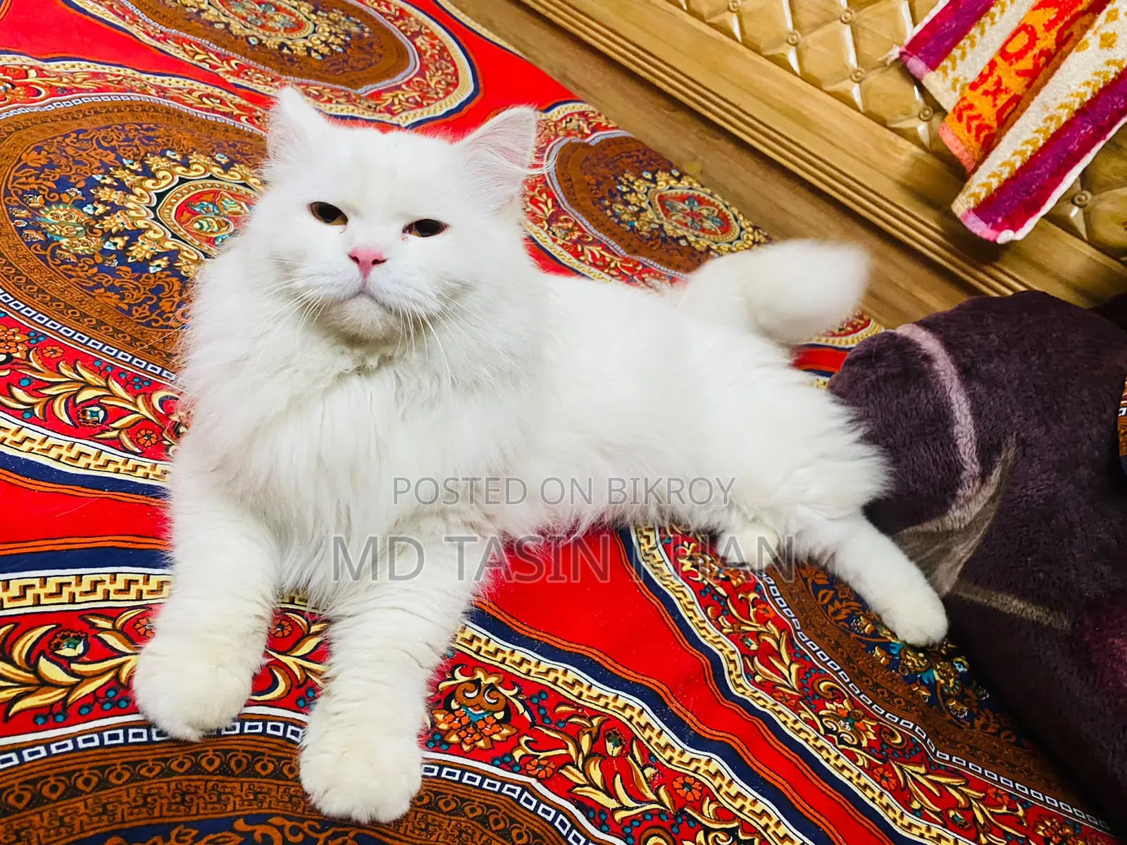 1-3 months Female Purebred Persian