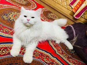 1-3 months Female Purebred Persian