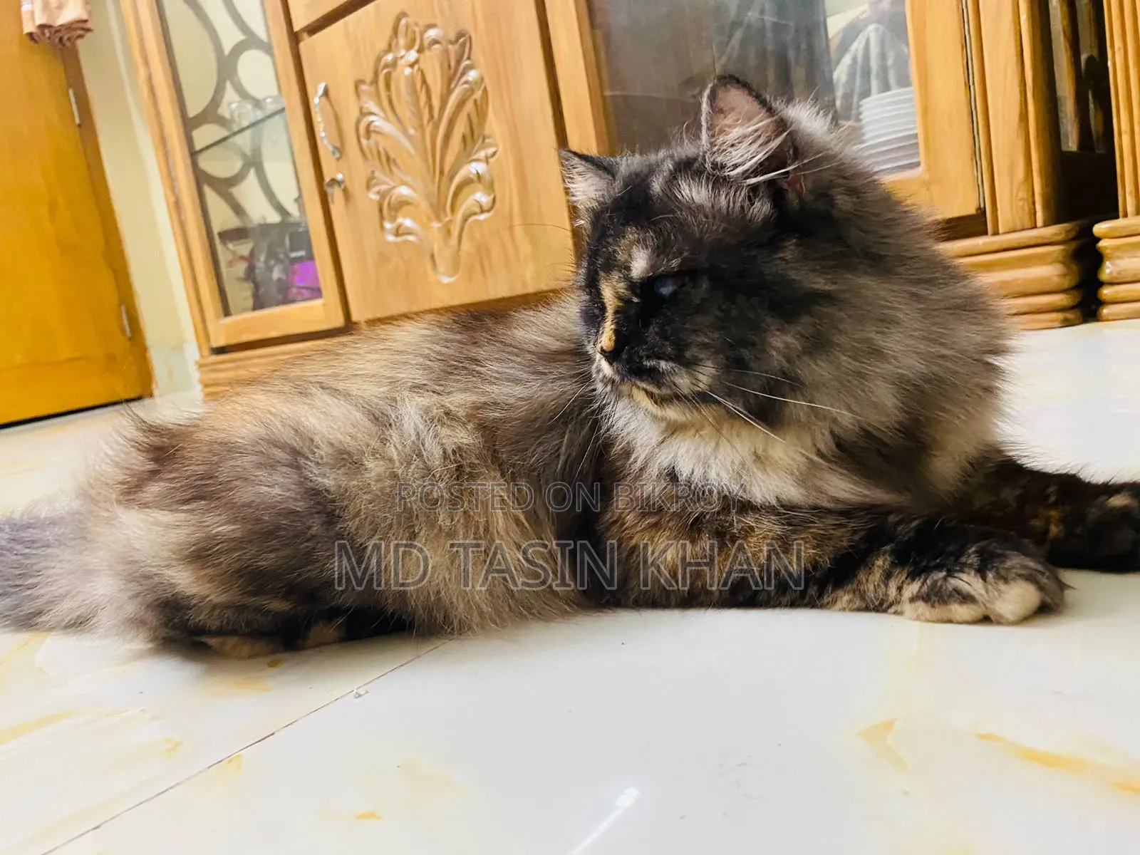 1-3 months Female Purebred Persian