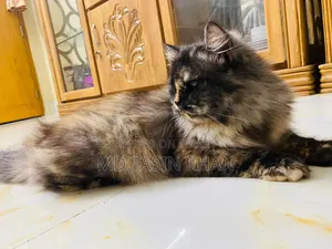1-3 months Female Purebred Persian