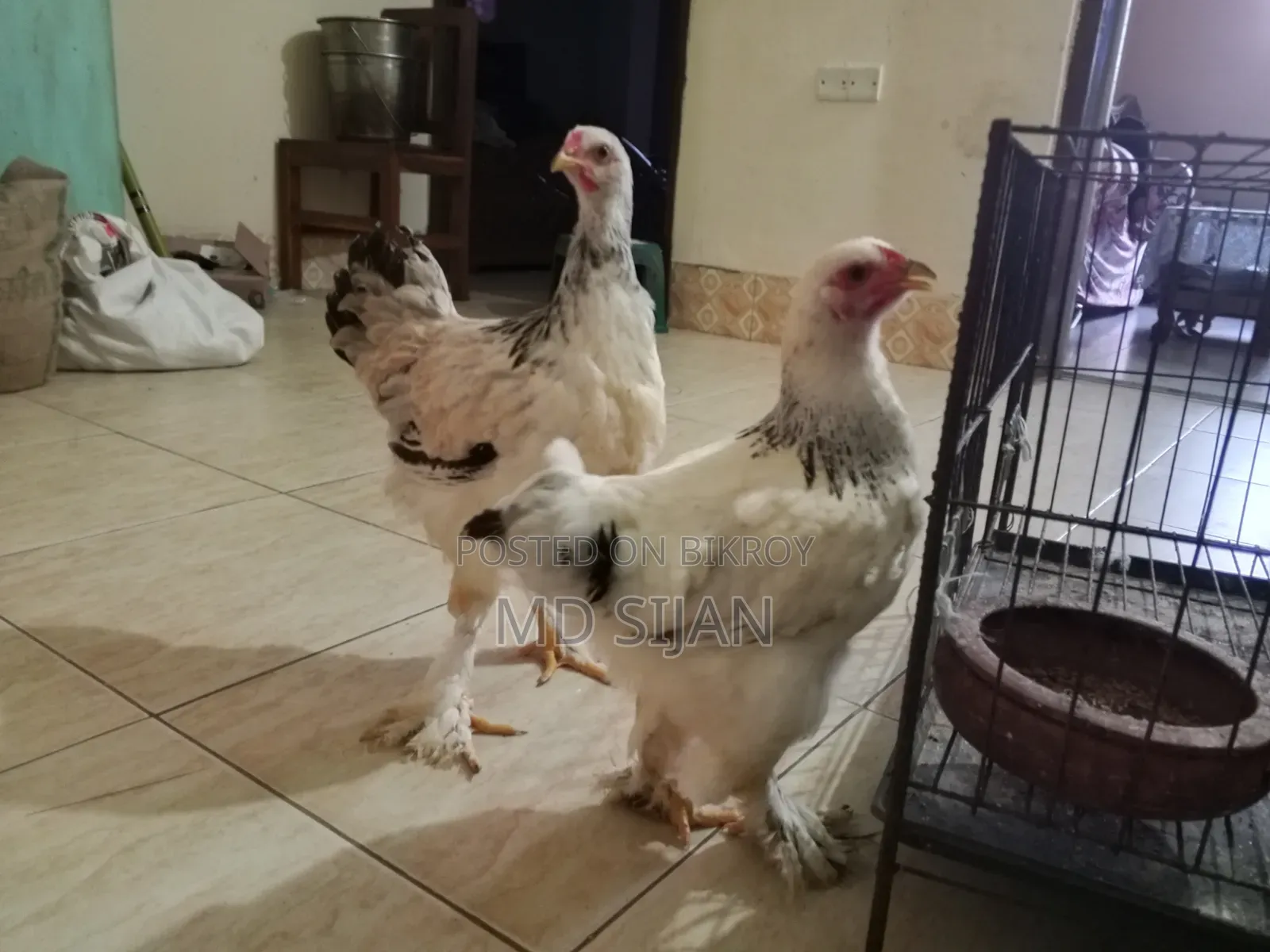 Original Brahma Chicken