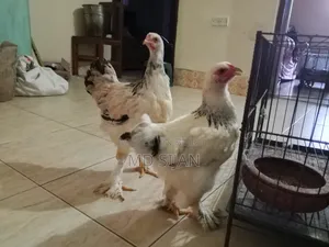 Original Brahma Chicken