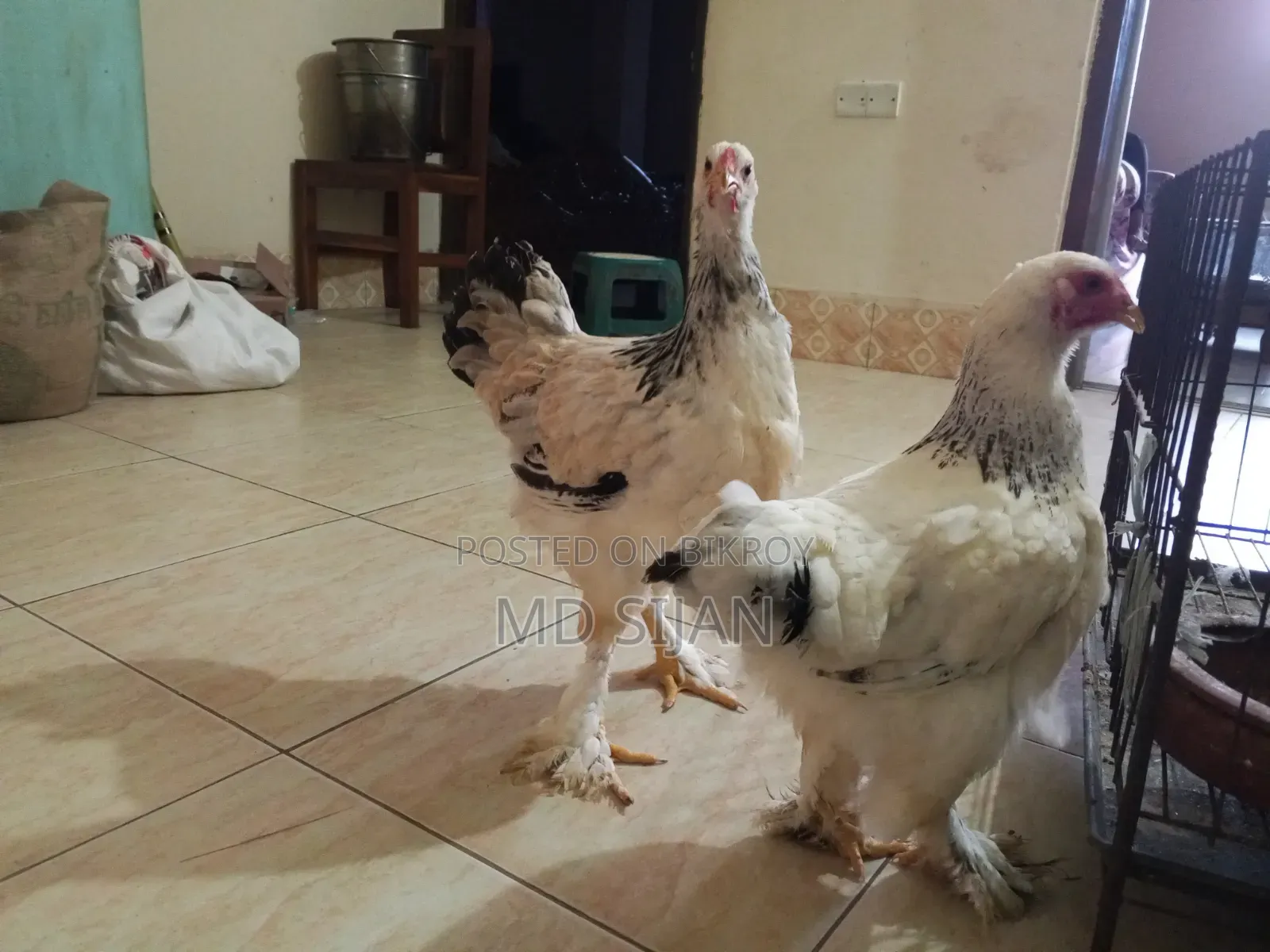 Original Brahma Chicken