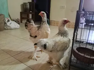 Original Brahma Chicken