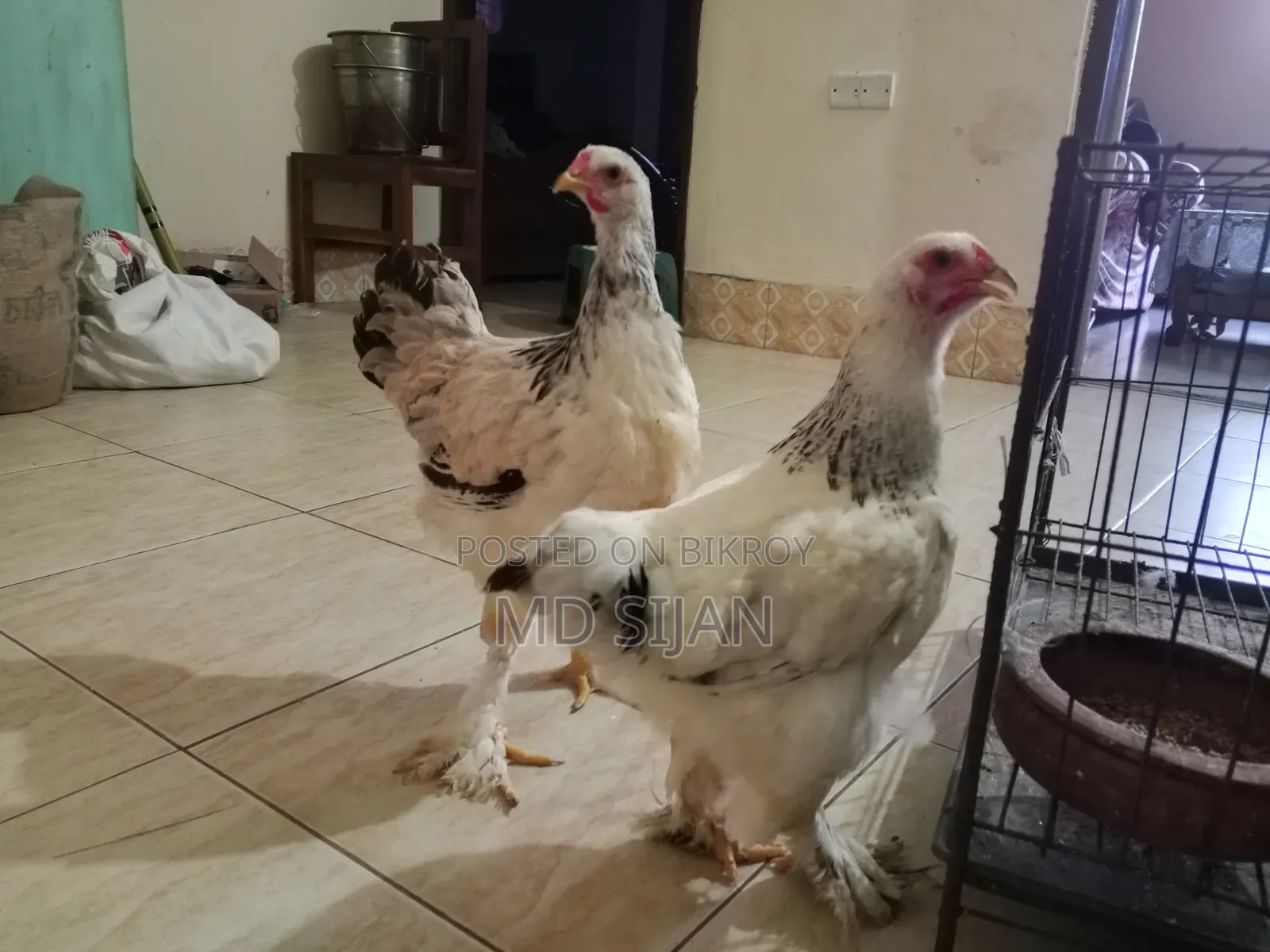 Original Brahma Chicken