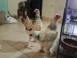 Original Brahma Chicken