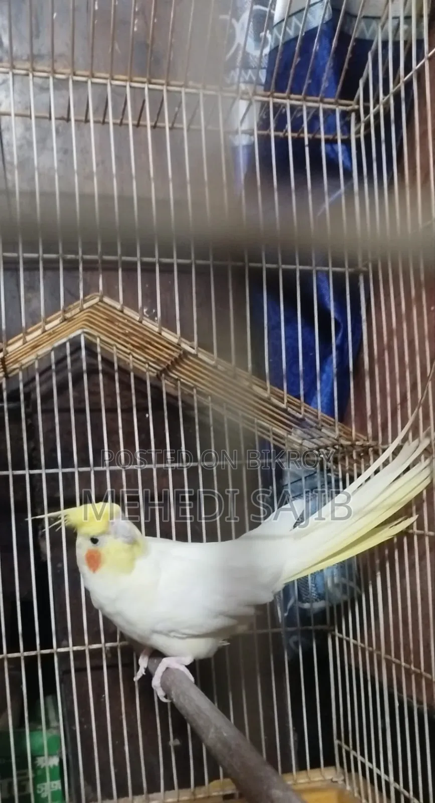 Cockatiel Bird Lutino Female