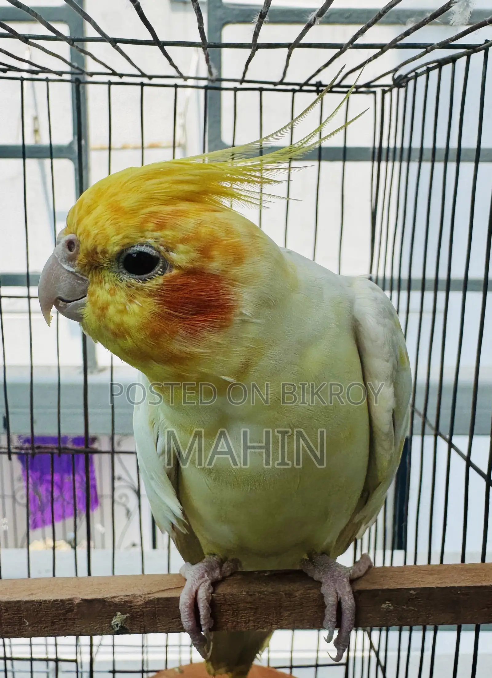 Talking Cockatiel Bird