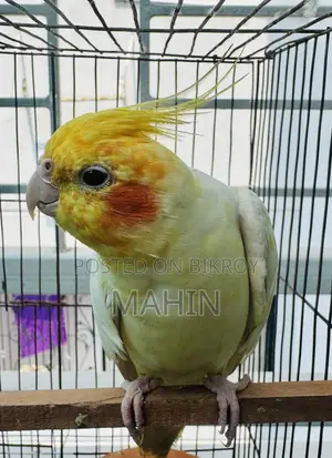 Talking Cockatiel Bird