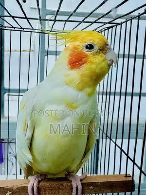 Talking Cockatiel Bird