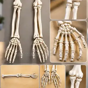 XC-121 Life Size Upper Limb Skeleton Model
