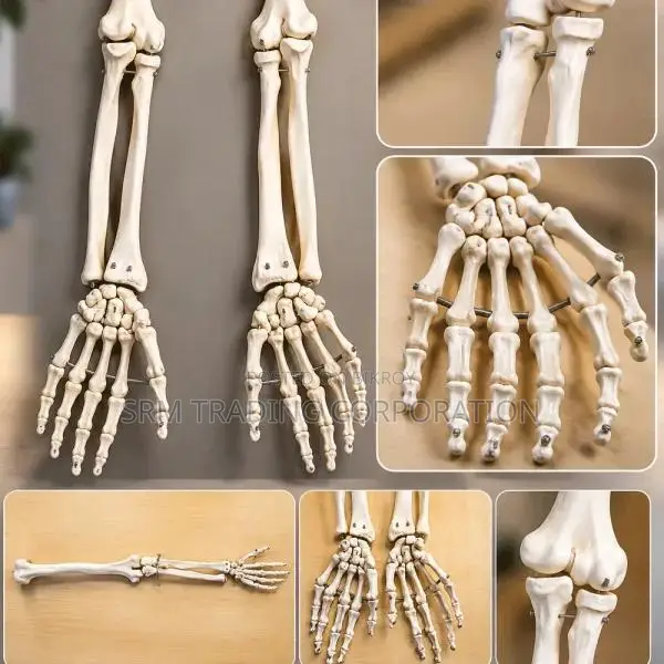 XC-121 Life Size Upper Limb Skeleton Model