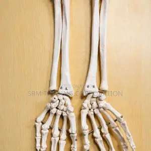 XC-121 Life Size Upper Limb Skeleton Model