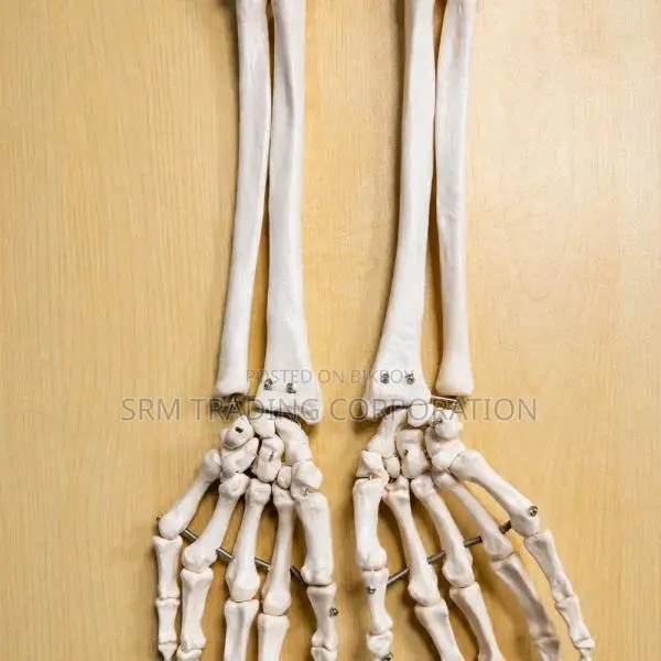 XC-121 Life Size Upper Limb Skeleton Model