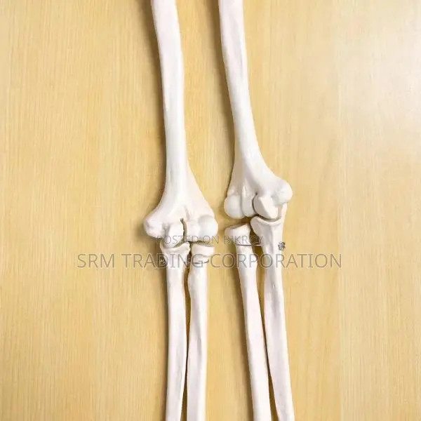 XC-121 Life Size Upper Limb Skeleton Model