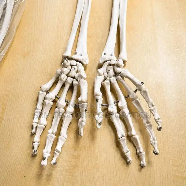 XC-121 Life Size Upper Limb Skeleton Model