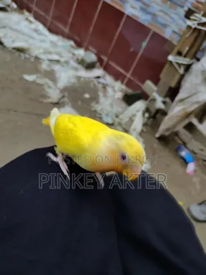Super Tame Lovebird